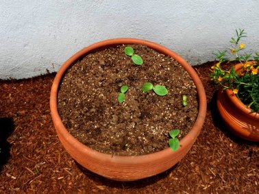Pumpkin Sprouts for Halloween by The Year of Halloween