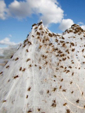 Detail, Spiders Swarm after 2012 Australian Flooding Photgraphed by Lukas Coch, EPA