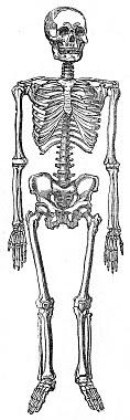 1skeletons-graphicsfairy005bw - Copy