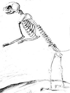Animal-Cat-Anatomy-Skeleton-1625 - Copy