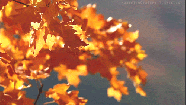 Fall Leaves Autumn GIF 6 The Year Of Halloween Fall Leaves Autumn GIF 6 The Year Of Halloween