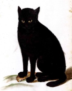 Ulise Aldrovani Animals, Animal - Cat - Black cat - Italian